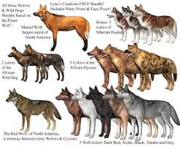 Types Of Wolves